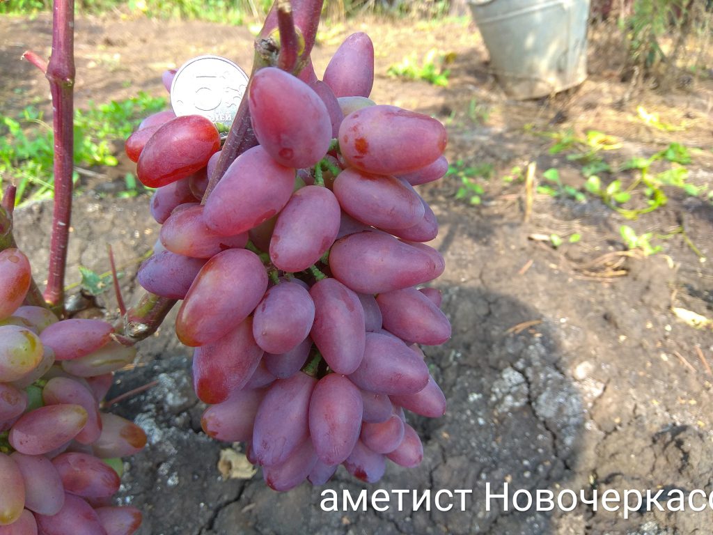 Виноград АМЕТИСТ НОВОЧЕРКАССКА - Cаженцы-уфа.рф